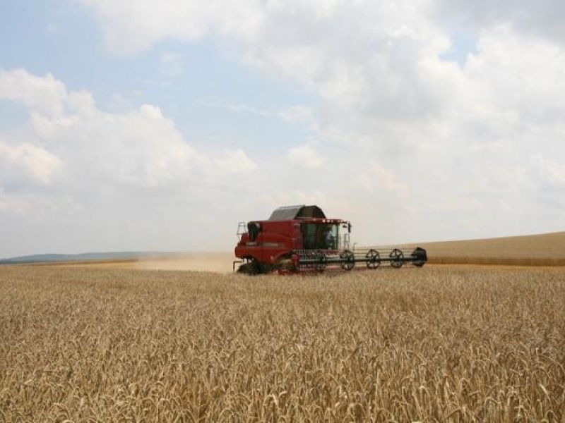 423 килограма е средният добив от декар пшеница