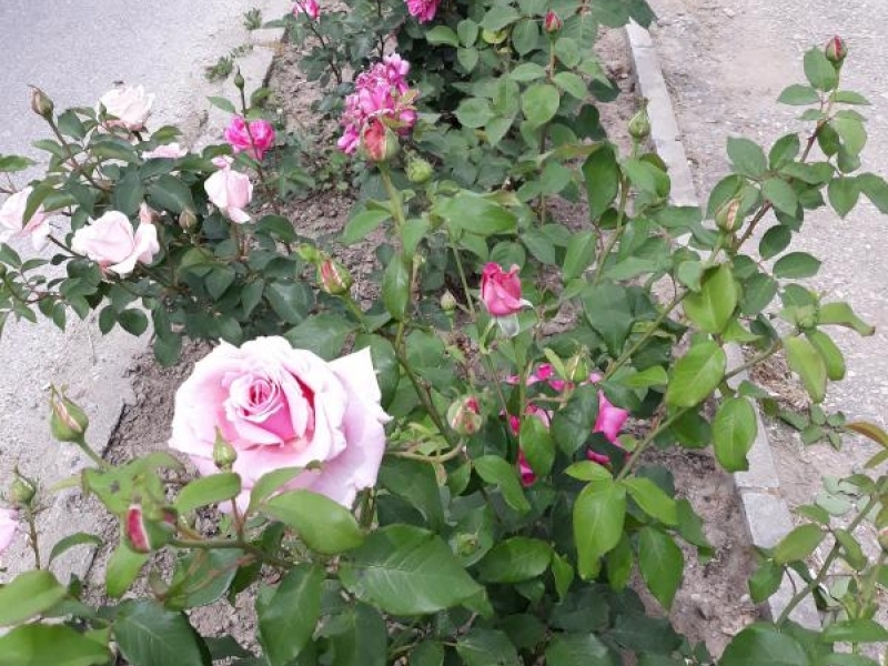 Разкошни майски рози красят алеята до местността Паметниците край Свищов