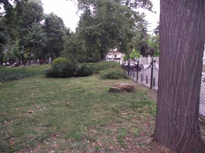 Две големи дървета бяха отсечени днес в Градската градина