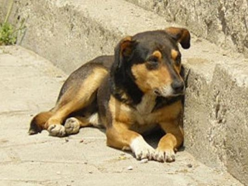 Общината прави приют за кучета