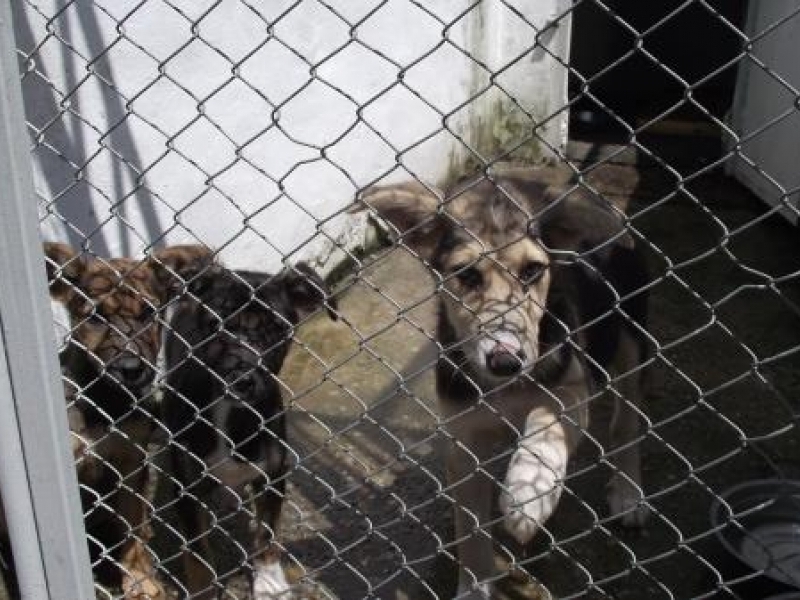 В общинския приют за безстопанствени животни 12 кученца очакват своите стопани
