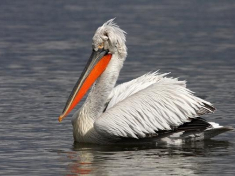 Дарителска програма на „Мото – Пфое” спасява пеликаните в природен парк „Персина”