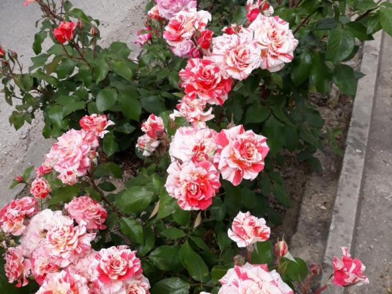 Разкошни майски рози красят алеята до местността Паметниците край Свищов