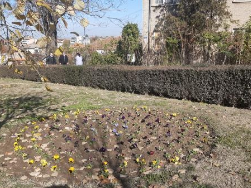 Пъстри зимни цветя засадиха служителите на ОП „Чистота – Свищов“ в парковете и алеите на крайдунавския град