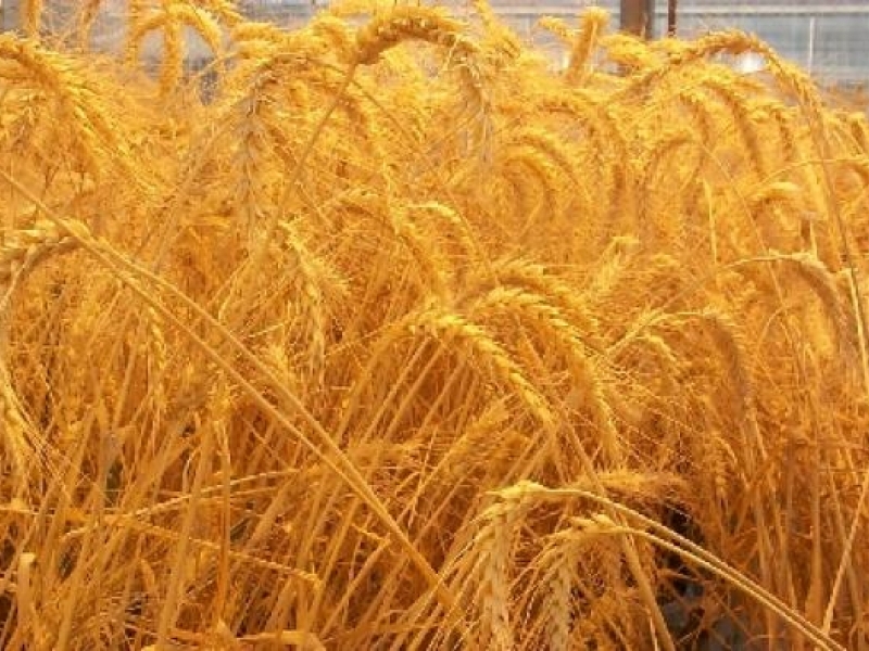 При среден добив от 458 кг/дка жътвата на пшеница продължава в общината. 