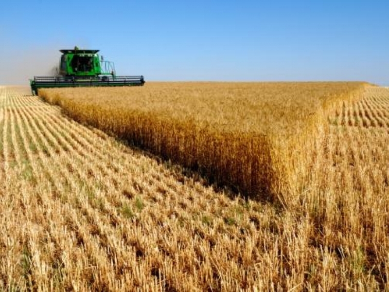 502 кг/дка е добивът от пшеница