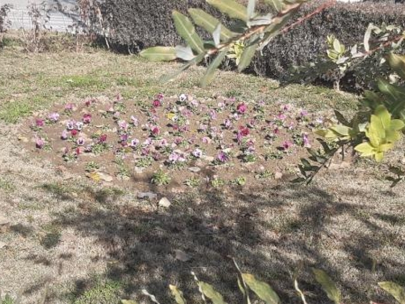 Пъстри зимни цветя засадиха служителите на ОП „Чистота – Свищов“ в парковете и алеите на крайдунавския град