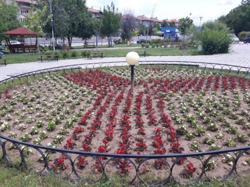 С пъстри летни цветя са засадени градските паркове на Свищов
