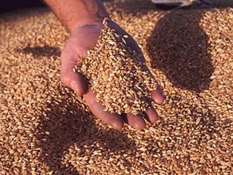 За 15-ти път земеделци се събраха на „Деня на пшеницата” в Царевец