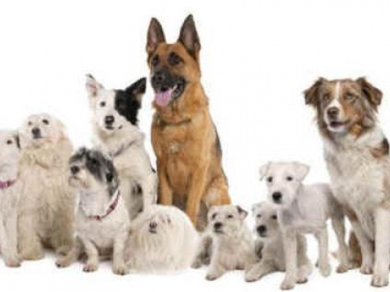 Парад на домашни кучета ще се проведе на 30 юли  в местност „Паметниците”