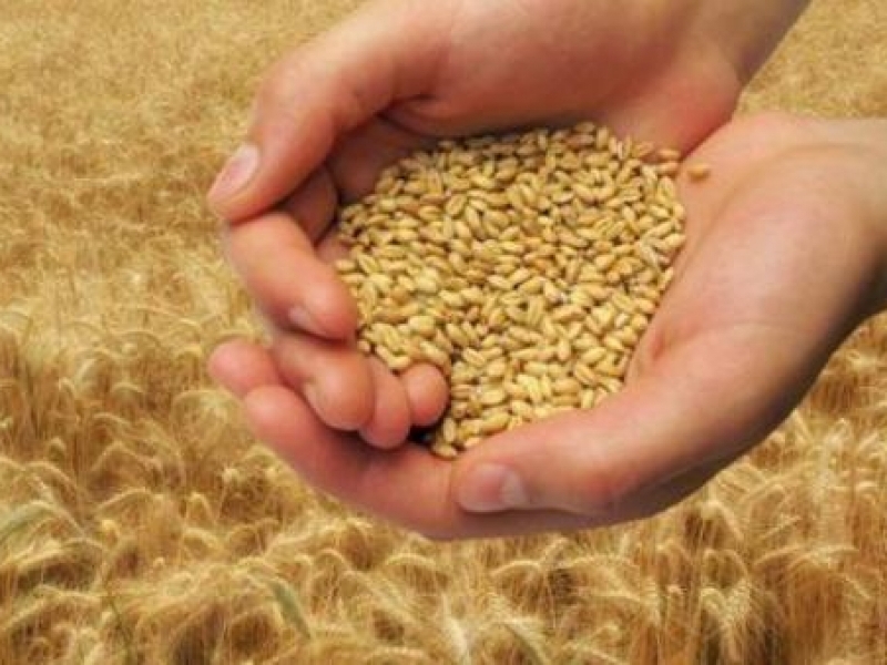 516 кг. от декар е добивът от пшеница в общината