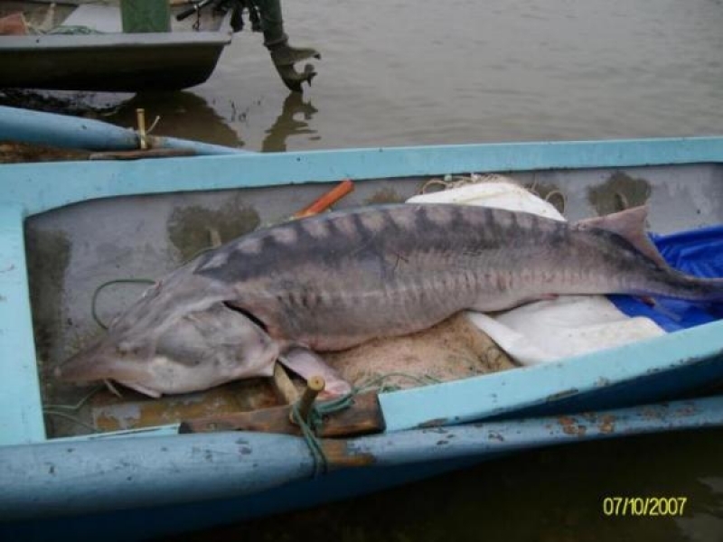 Забраниха улова на есетрови риби в Дунав