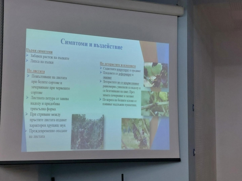 В Свищов представители на Областна дирекция по безопасност на храните проведоха информационна среща във връзка с опасен карантинен вредител по лозата