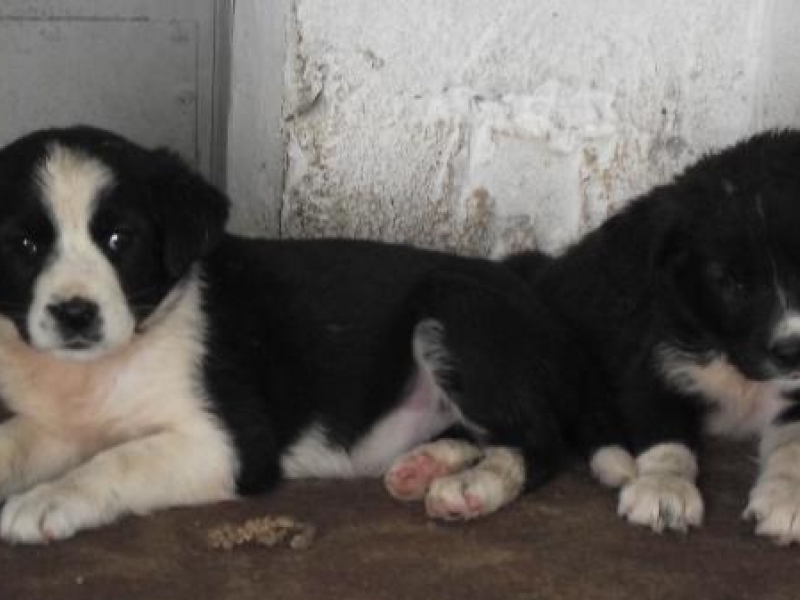 В общинския приют за безстопанствени животни 12 кученца очакват своите стопани