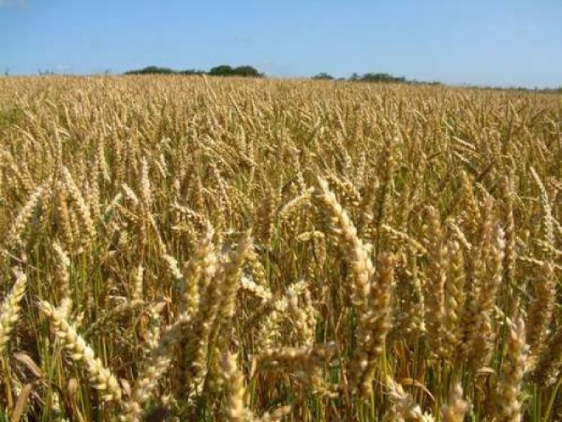Денят на пшеницата отново събра фермери в Царевец