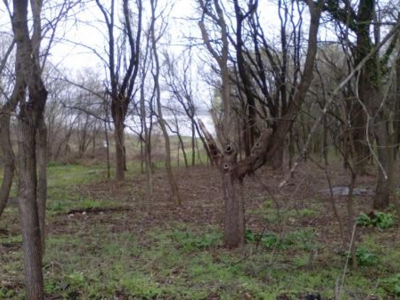 Общината продължава почистването от храсти и изсъхнали дървета в археологическия  резерват „Нове"