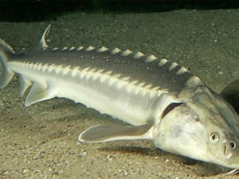 Забраниха улова на есетрови риби в Дунав